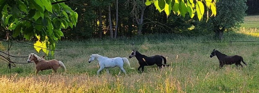 Vier Pferde in Bewegung auf einer üppigen Weide
